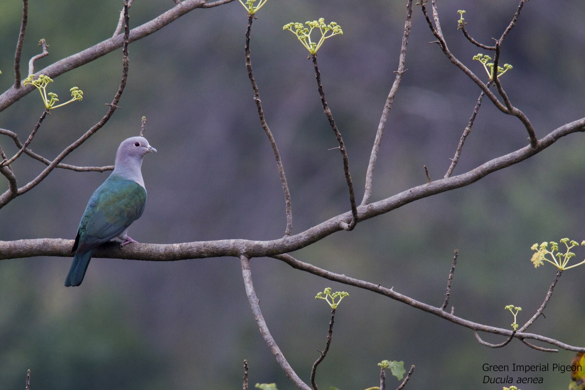 Green Imperial-Pigeon - Gautam Krishnan Chittaranjana