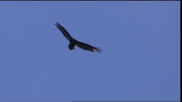 Turkey Vulture - ML404246