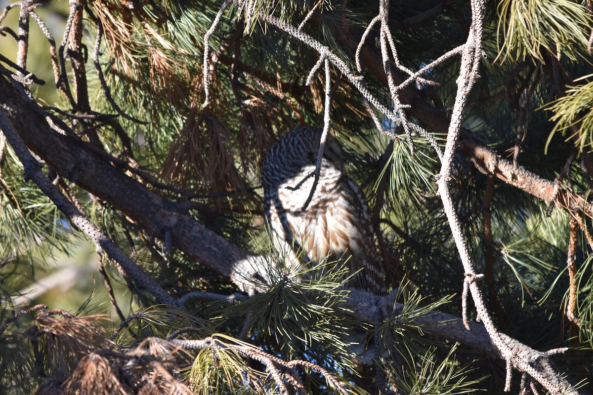 Barred Owl - ML404247931
