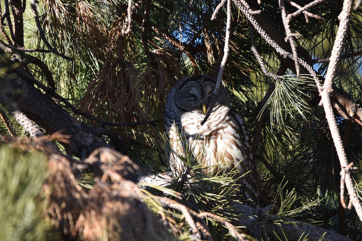 Barred Owl - ML404247941