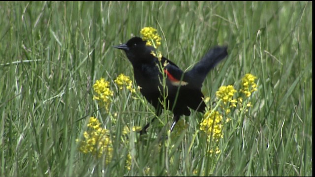 Red-winged Blackbird (Red-winged) - ML404248