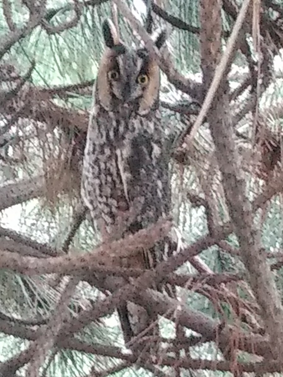 Long-eared Owl - ML404249321
