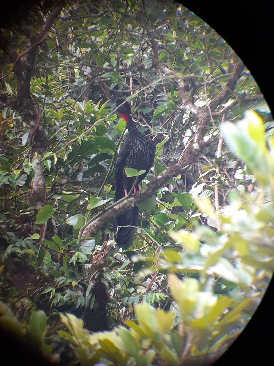 Crested Guan - ML404260061