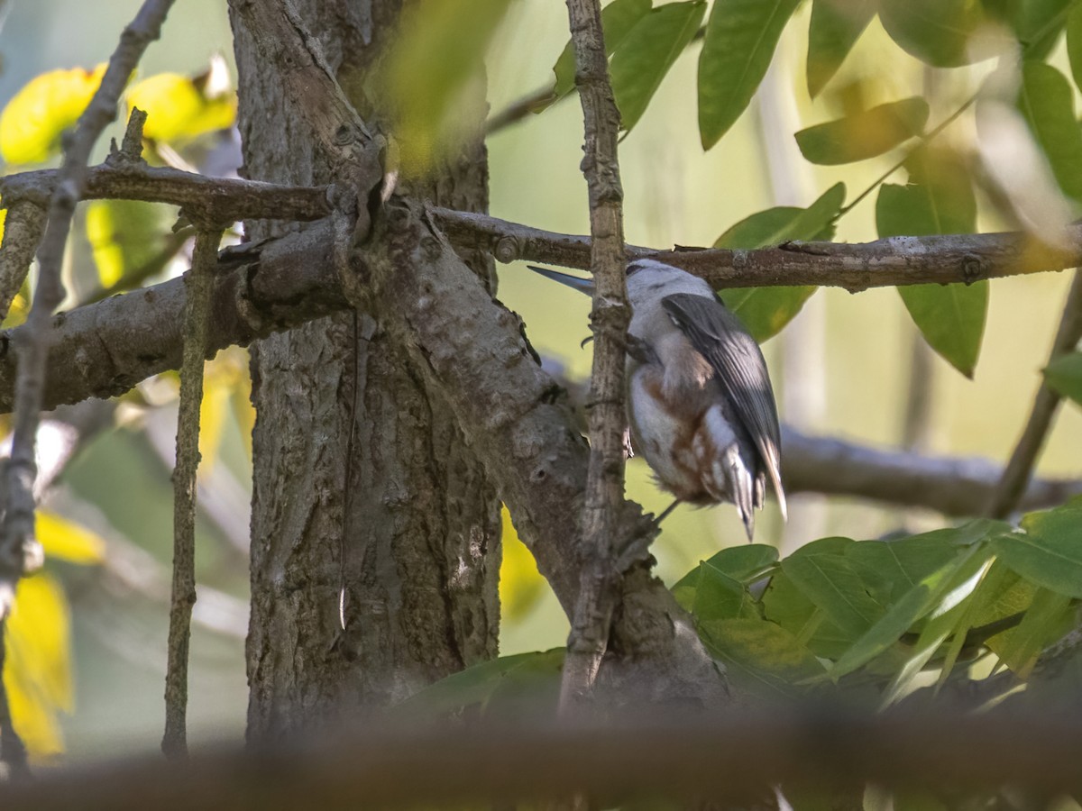 White-breasted Nuthatch - ML404269801