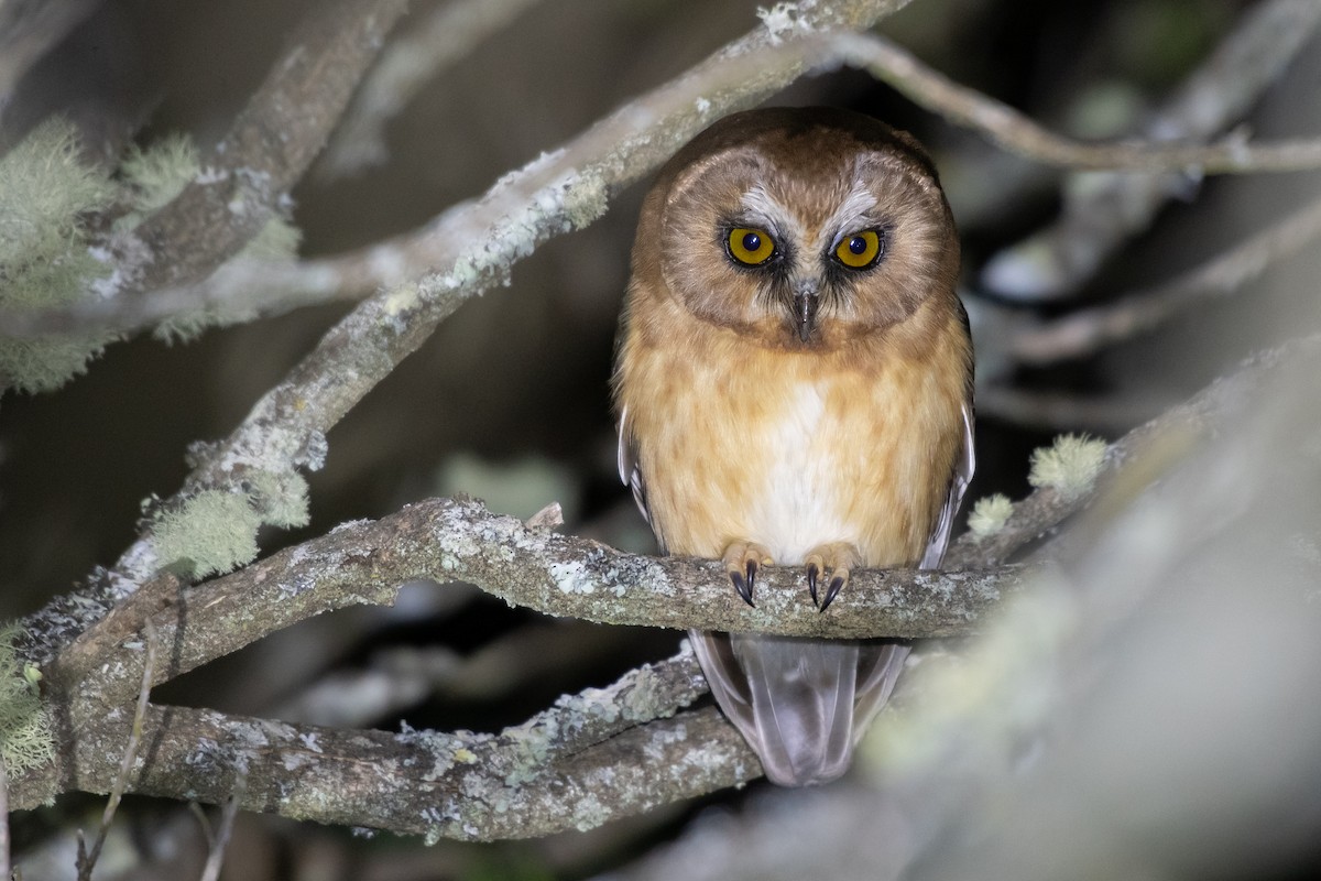 Unspotted Saw-whet Owl - ML404271311