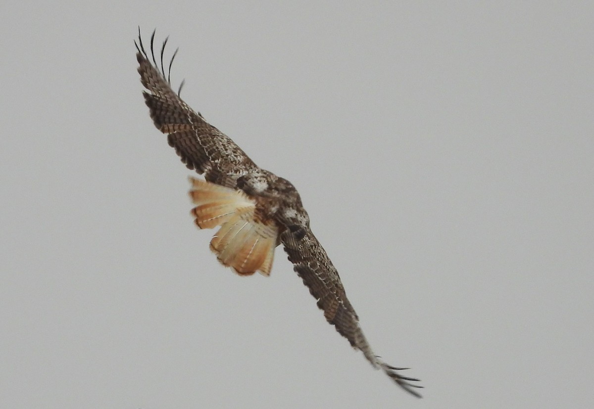 Red-tailed Hawk (Krider's) - Chris Davis