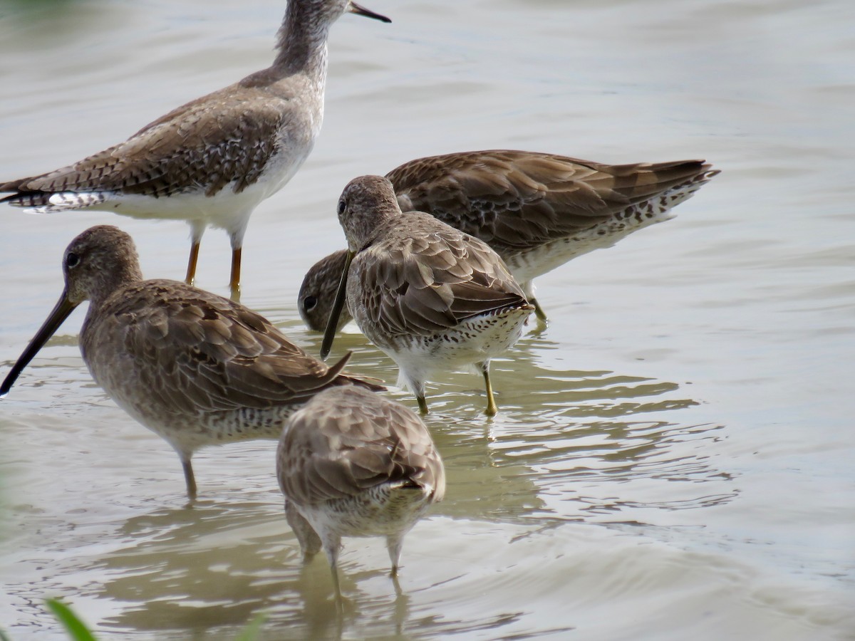 Long-billed Dowitcher - ML40427271