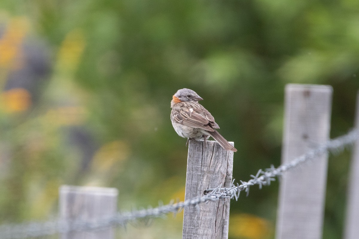 Rufous-collared Sparrow - ML404272951