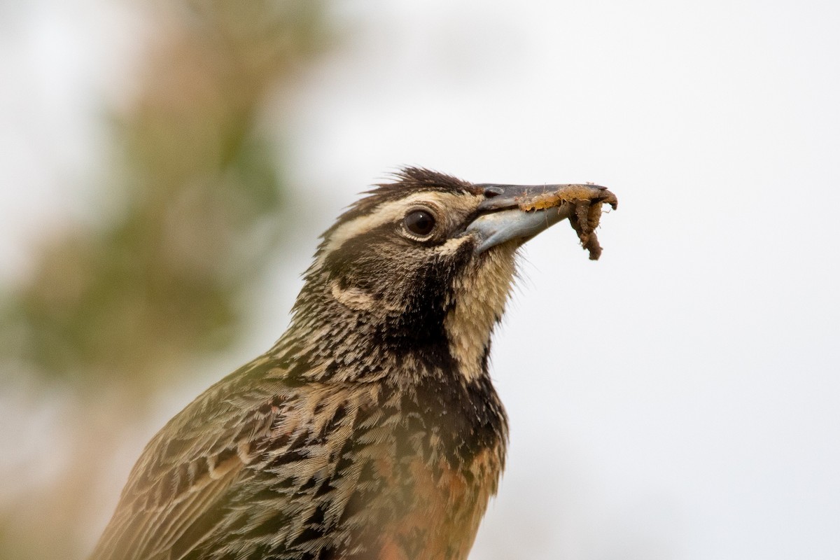 Long-tailed Meadowlark - Ana Merlo