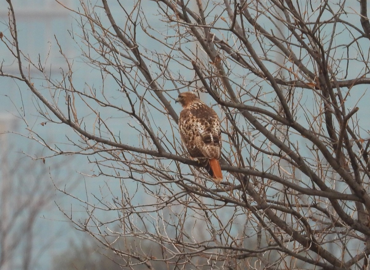 Red-tailed Hawk (borealis) - ML404274571