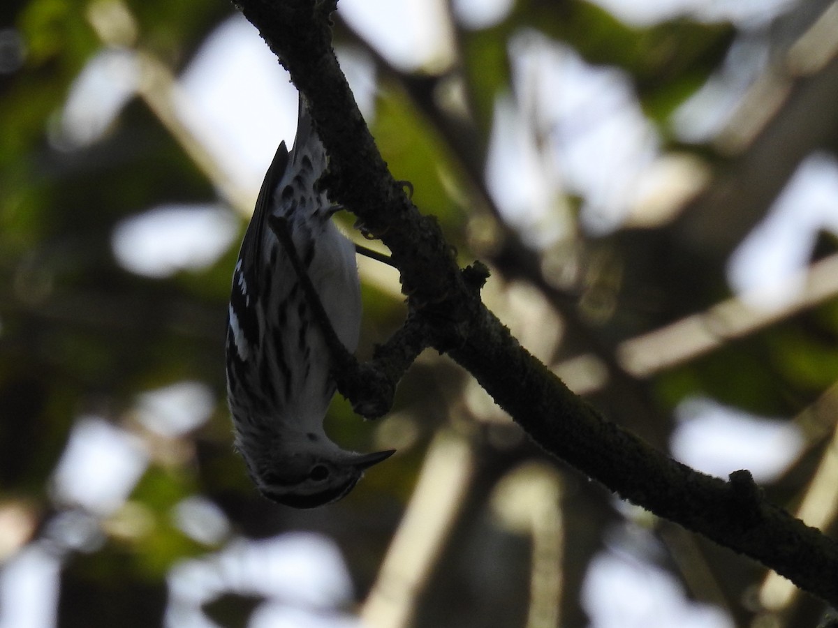 Black-and-white Warbler - ML404278201
