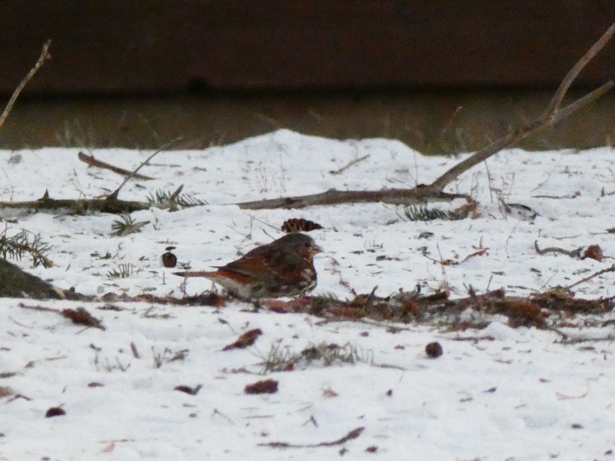 eBird Checklist 6 Jan 2022 Binnie Forest Preserve 3 species (+1