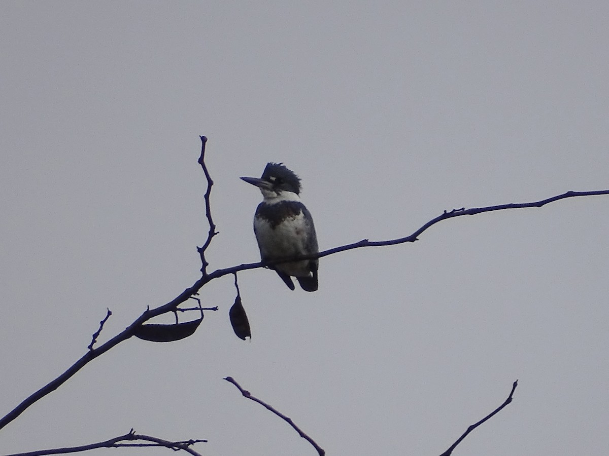 Belted Kingfisher - ML404281741