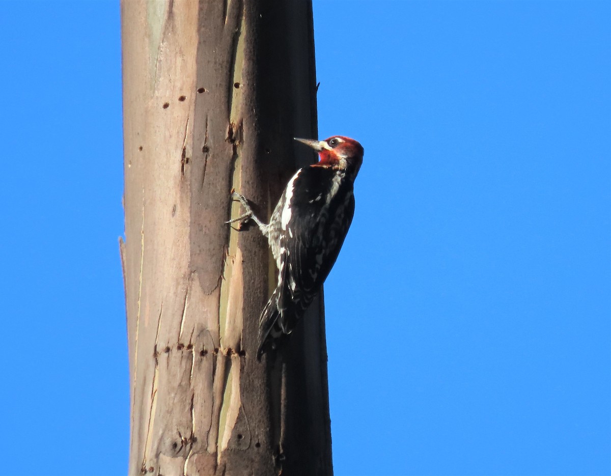 Red-breasted Sapsucker - ML404286681