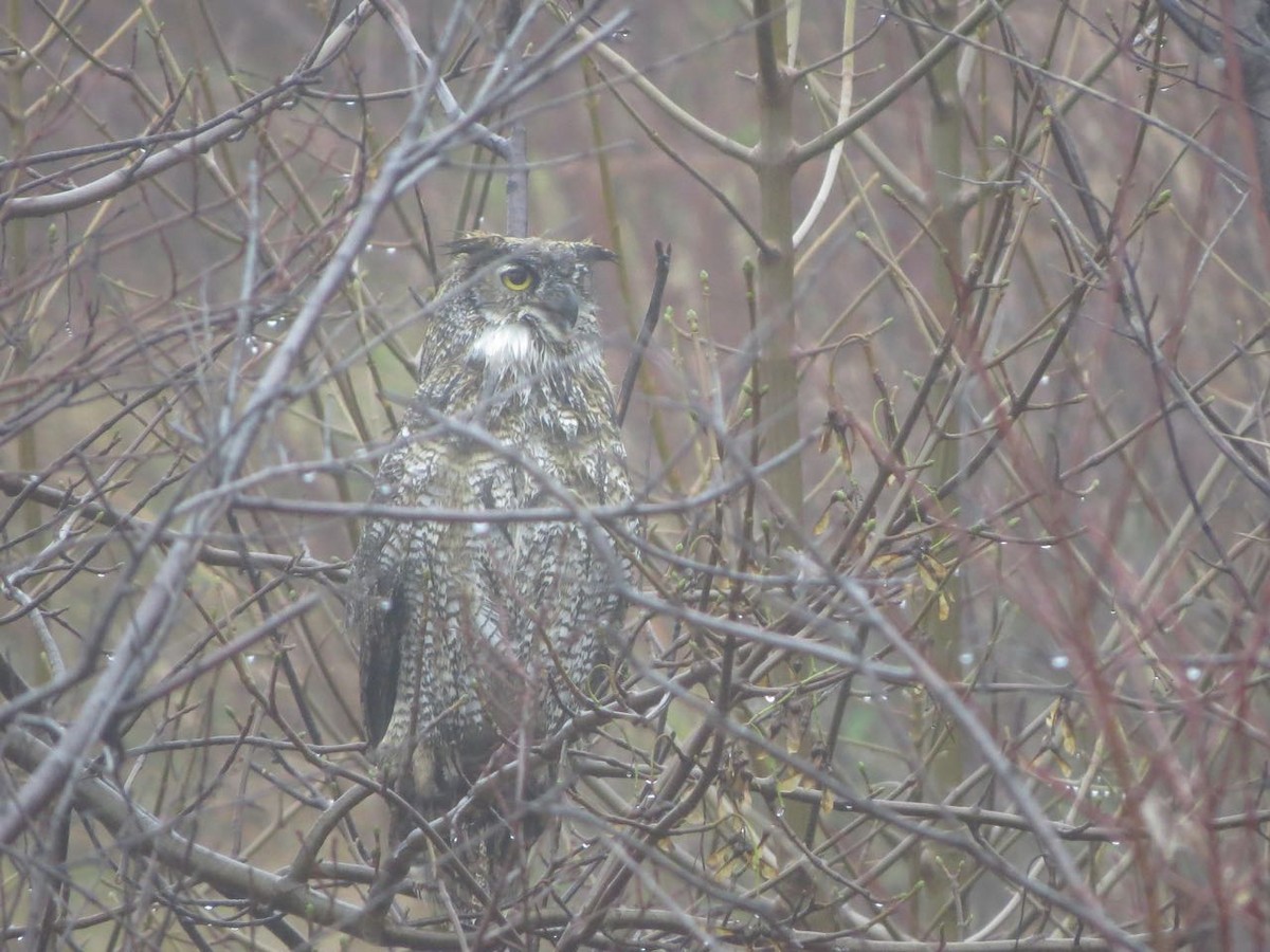 Great Horned Owl - ML40429201