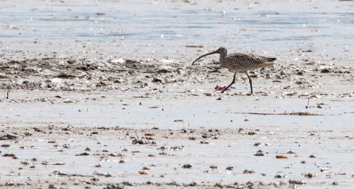 Far Eastern Curlew - Forest Botial-Jarvis