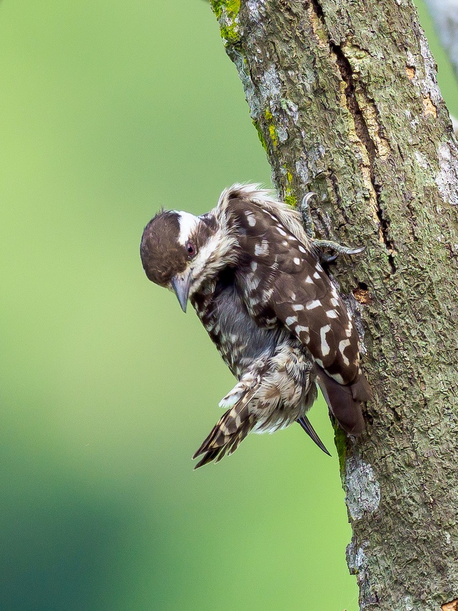 Sunda Pygmy Woodpecker - ML404298851