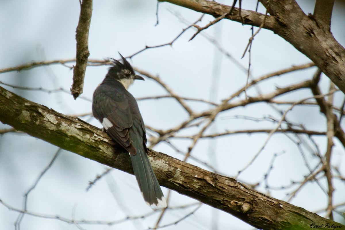Pied Cuckoo - Anonymous
