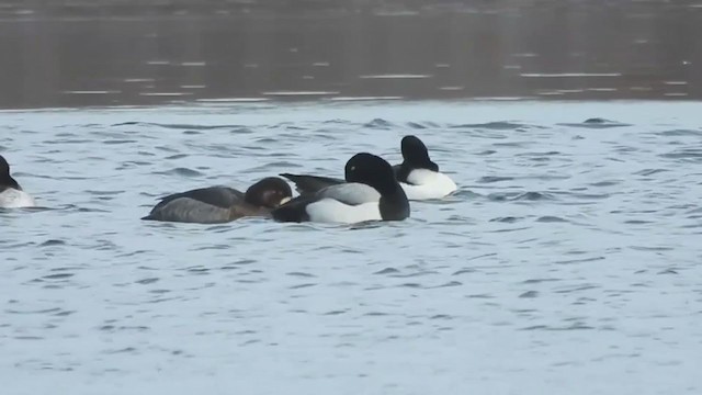 Greater Scaup - ML404306201