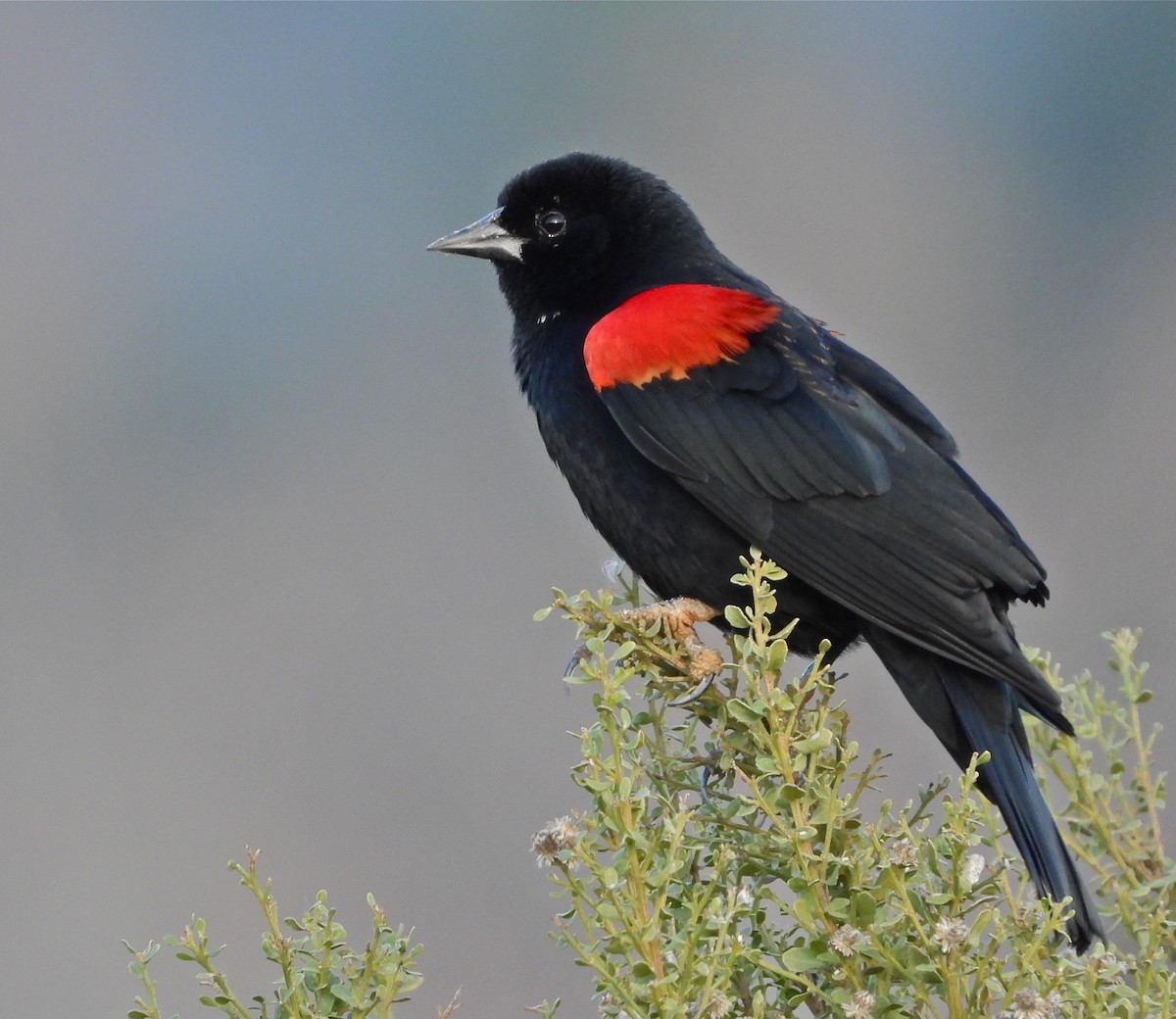 Red-winged Blackbird - Pair of Wing-Nuts