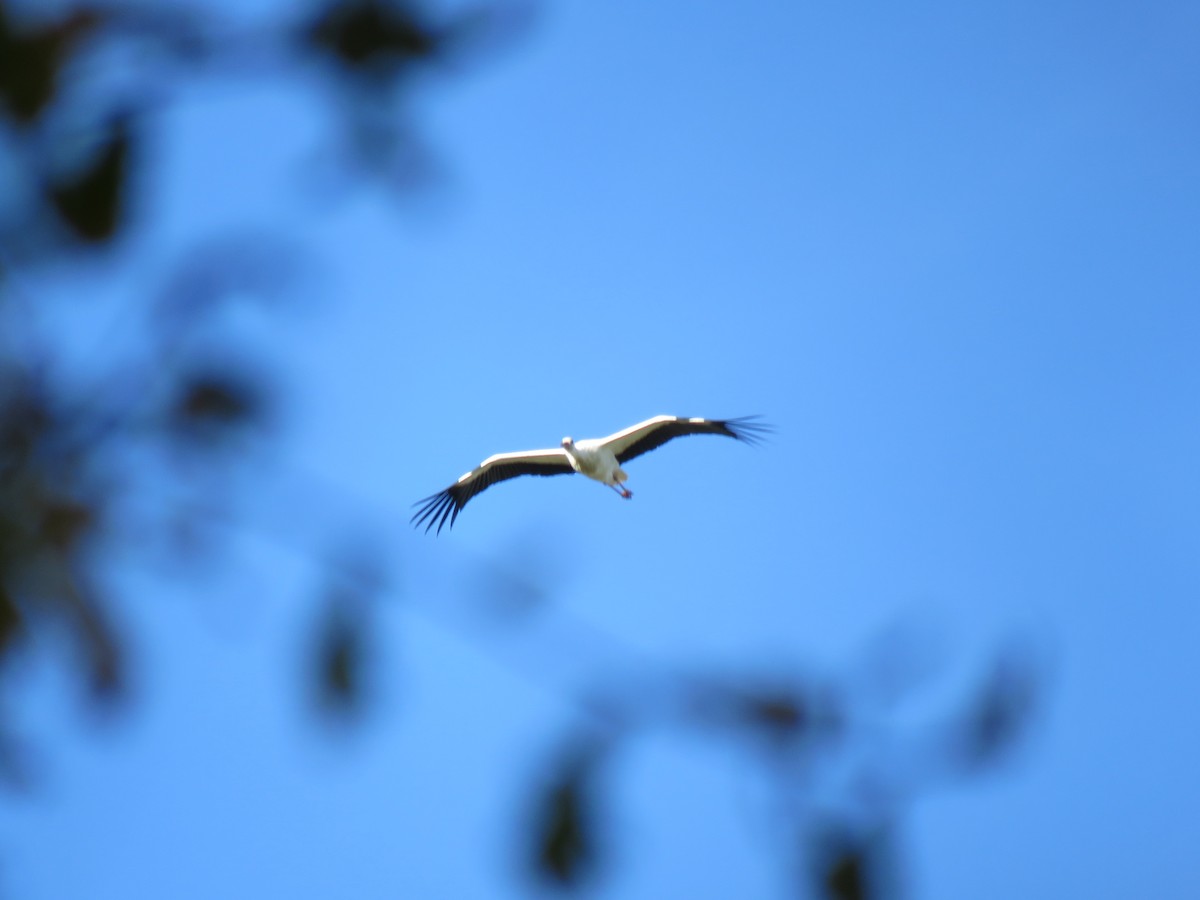 White Stork - ML40431161