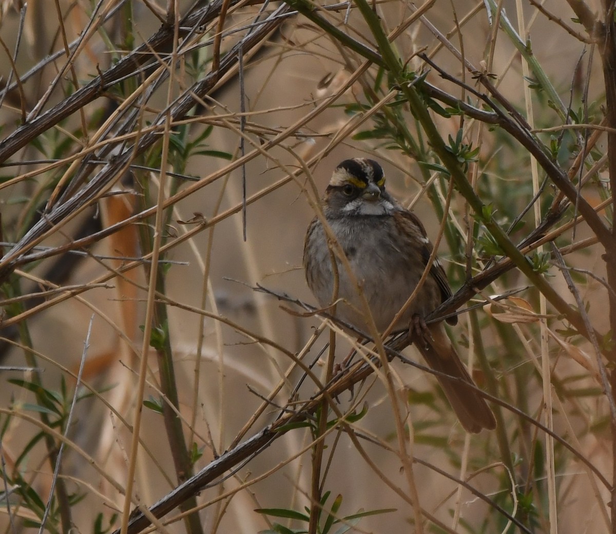 White-throated Sparrow - ML404311761