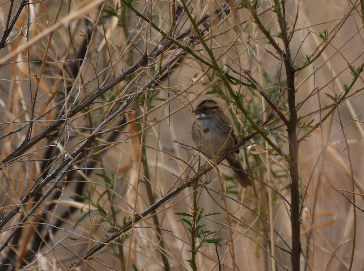 White-throated Sparrow - ML404311921