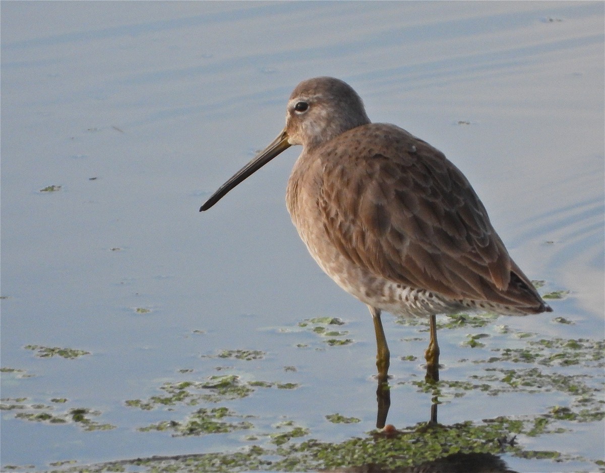 Long-billed Dowitcher - ML404312531