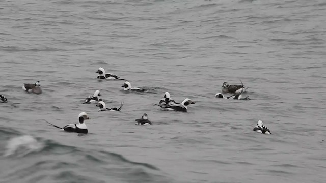 Long-tailed Duck - ML404313111