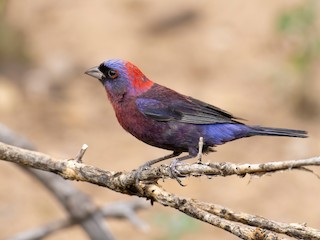 Varied Bunting - Passerina versicolor - Birds of the World