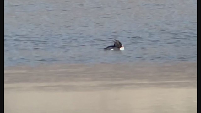 Long-tailed Duck - ML404317021