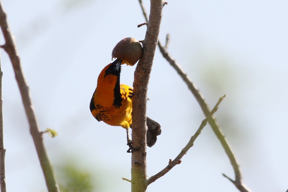 Spot-breasted Oriole - ML404319161