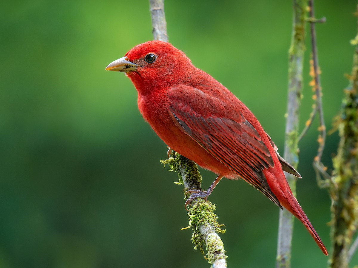 Summer Tanager - Piranga rubra - Birds of the World