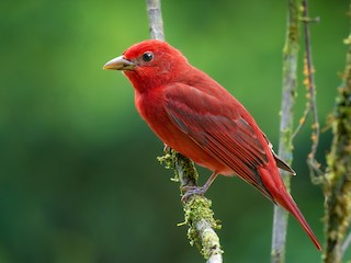  - Summer Tanager