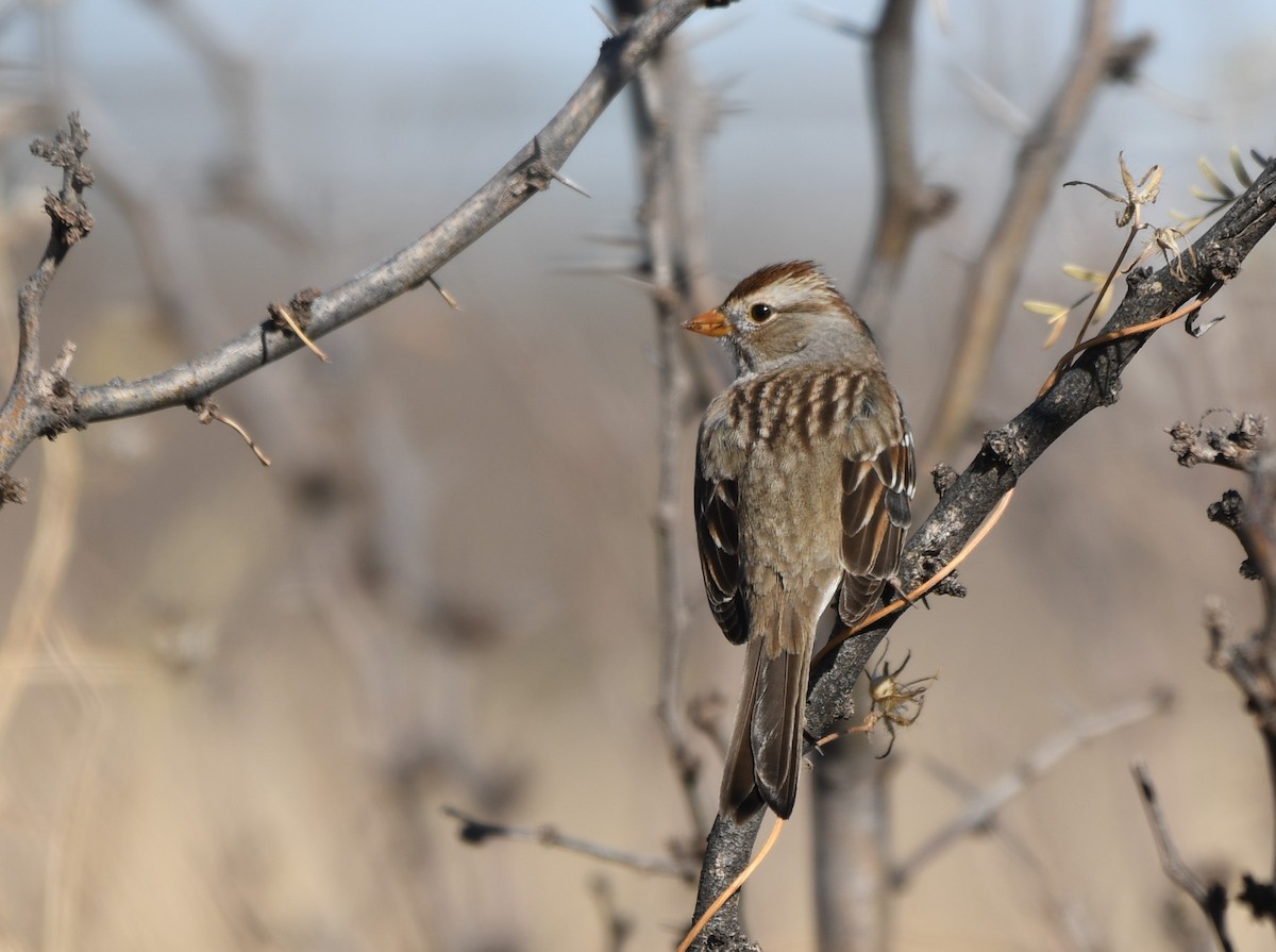 White-crowned Sparrow - ML404320791