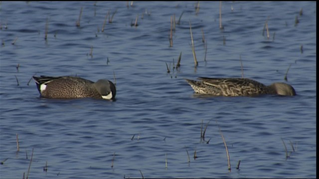 Blue-winged Teal - ML404323