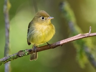  - Yellowish Flycatcher