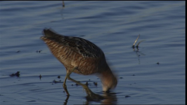 Long-billed Dowitcher - ML404327