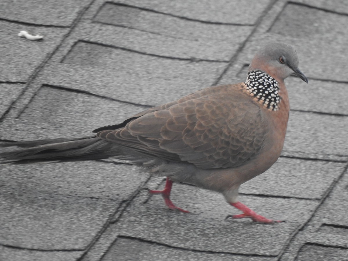 Spotted Dove - ML404327331