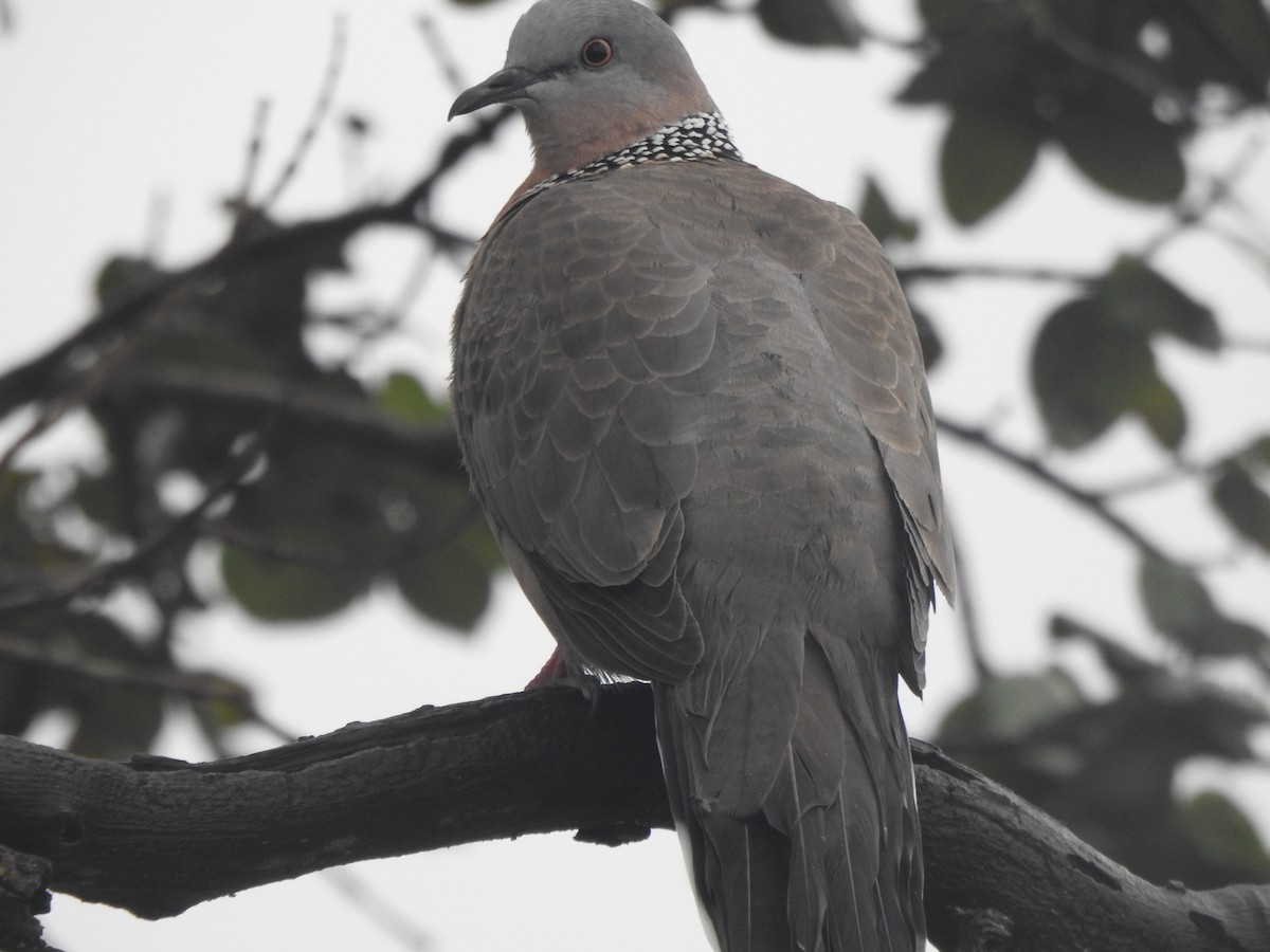 Spotted Dove - ML404327341