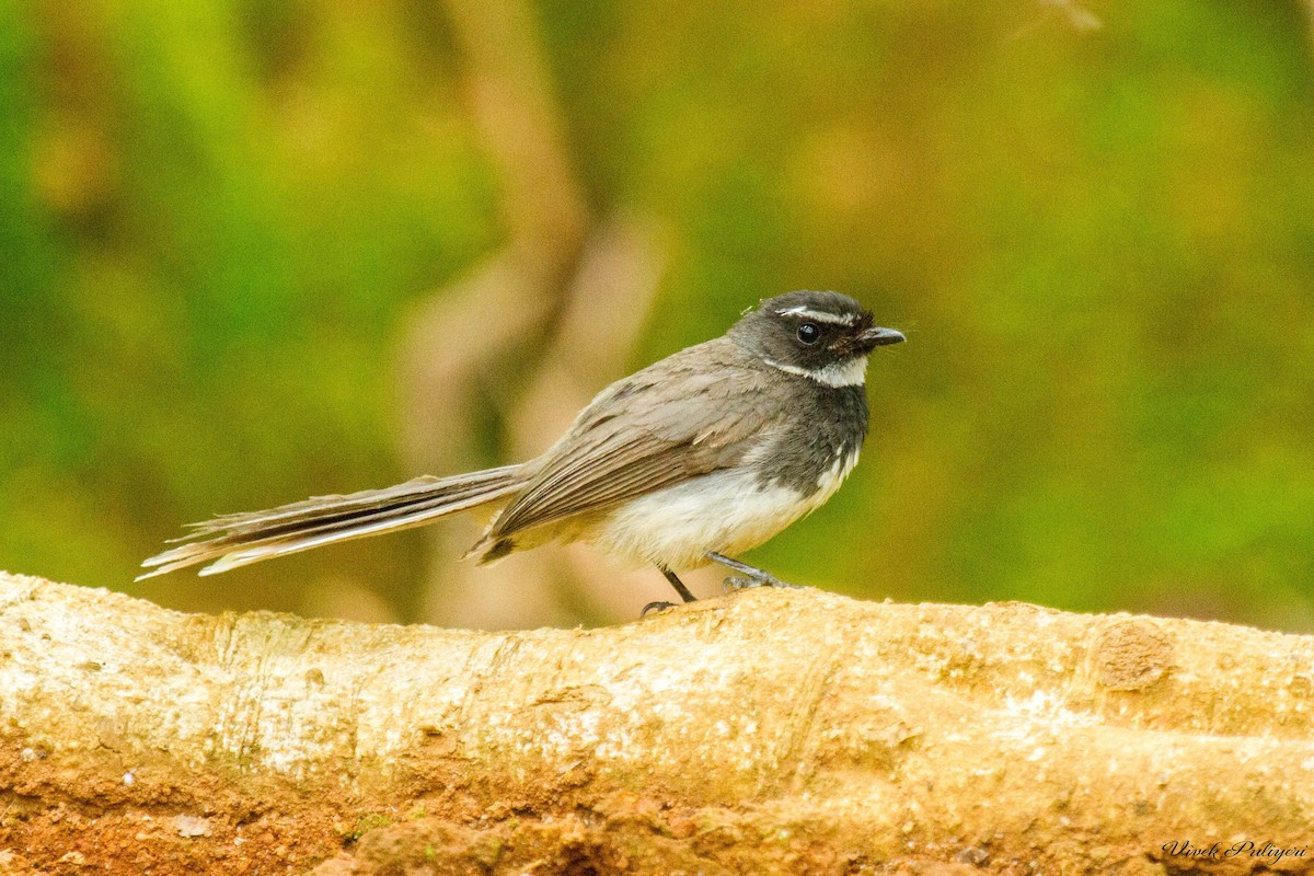 Spot-breasted Fantail - Anonymous