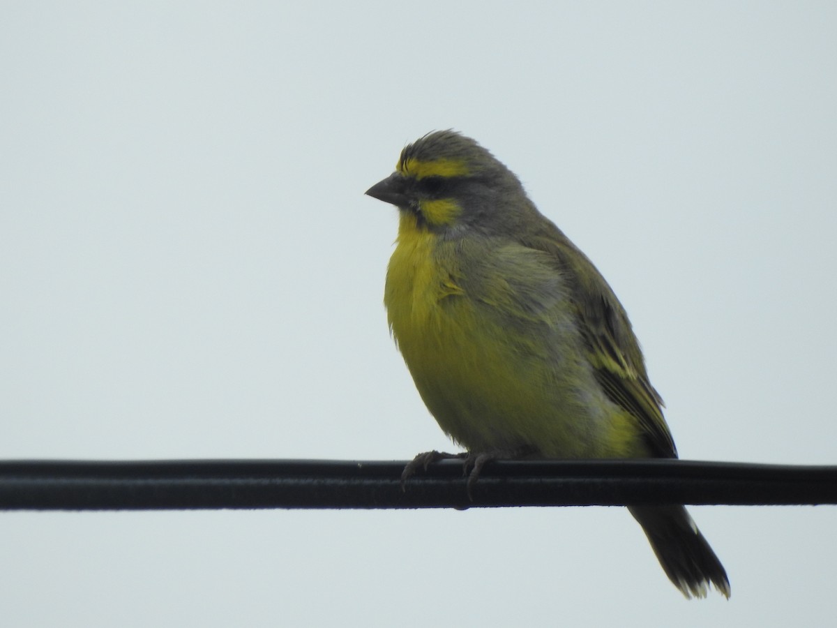Yellow-fronted Canary - ML404327731