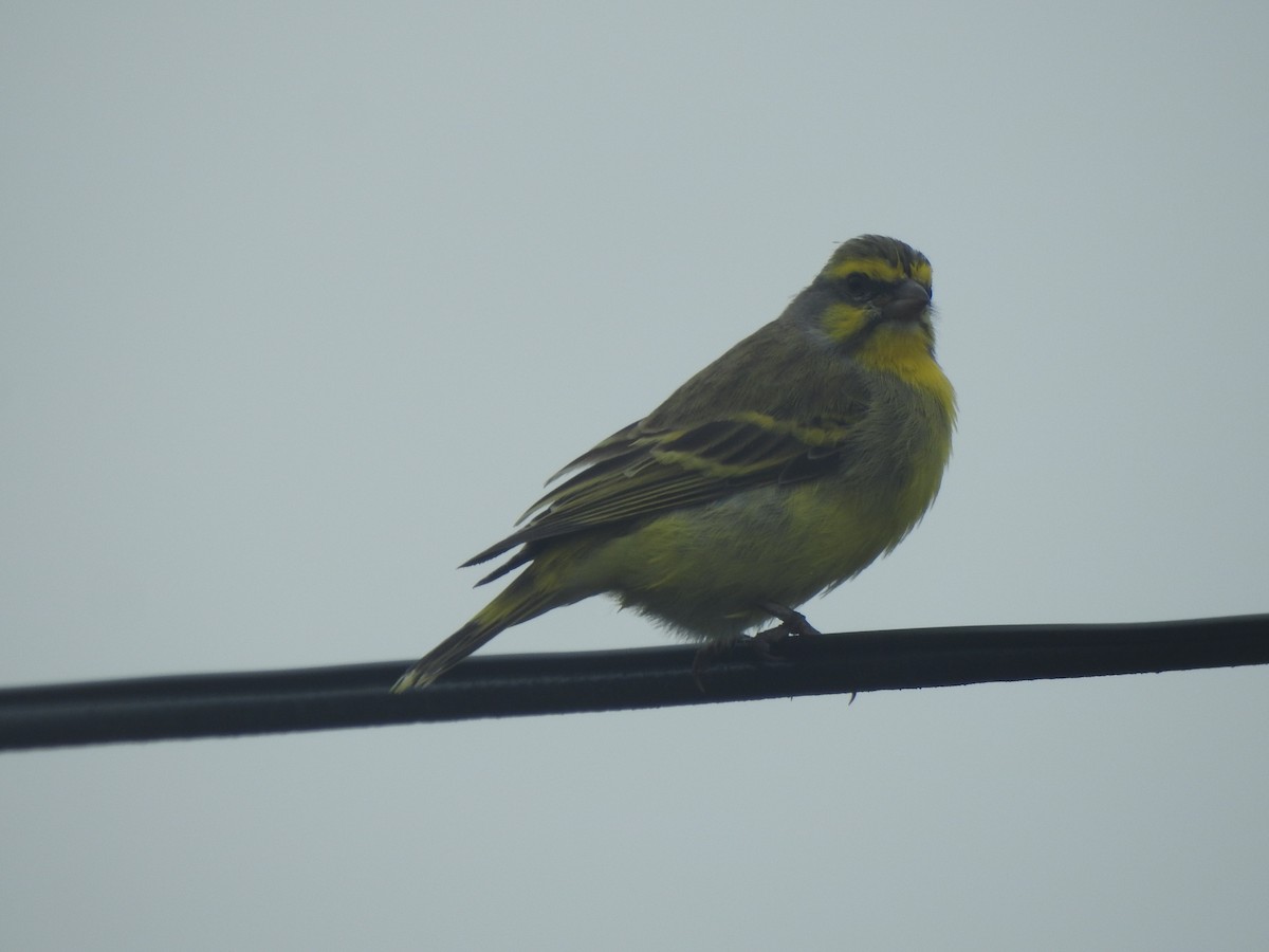 Yellow-fronted Canary - ML404327781