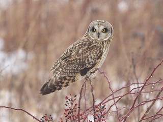  - Short-eared Owl