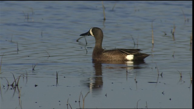Blue-winged Teal - ML404330