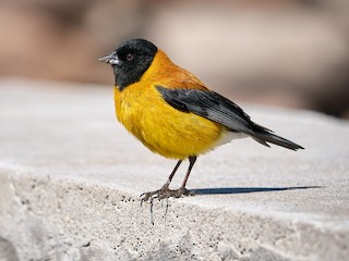  - Black-hooded Sierra Finch