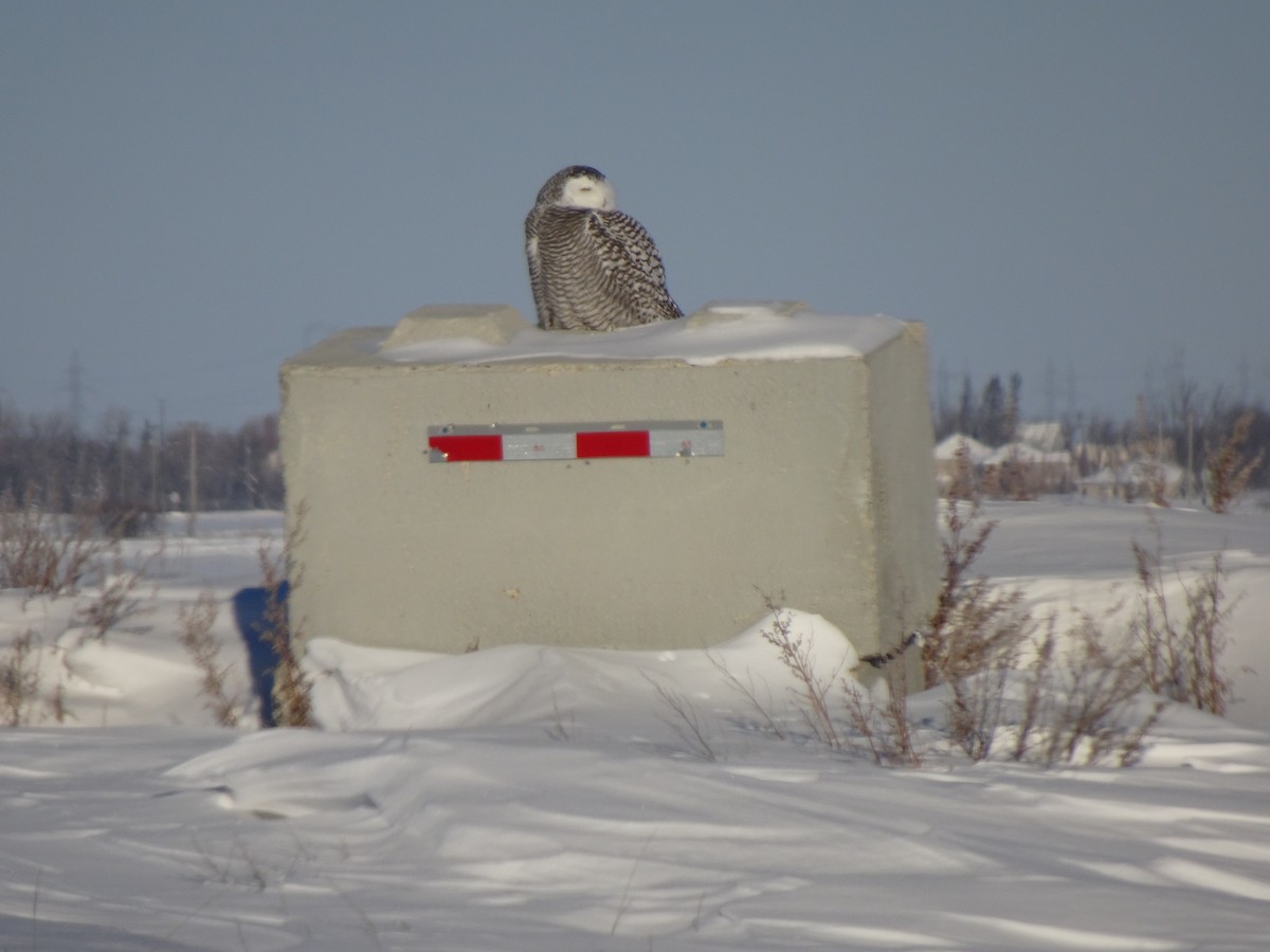 Snowy Owl - ML404333601