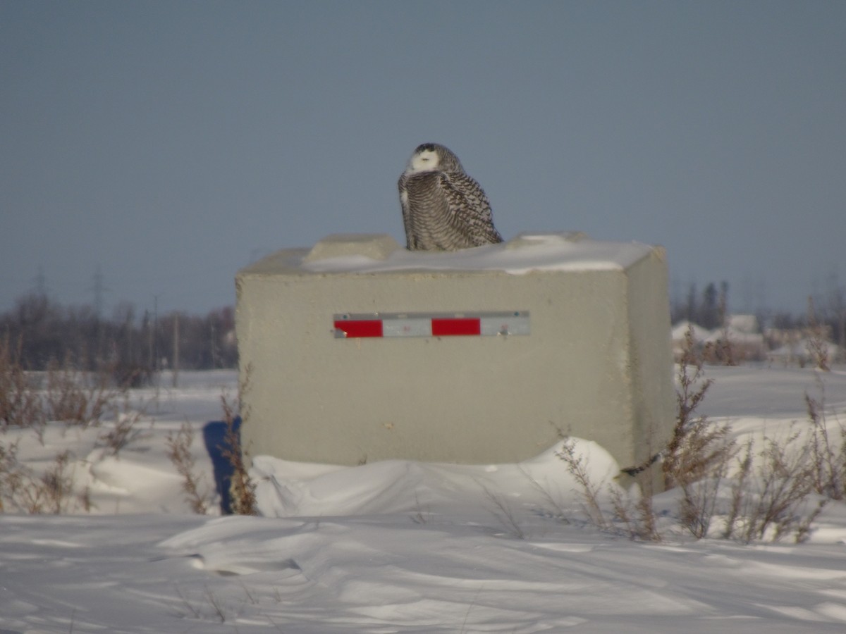 Snowy Owl - ML404333641