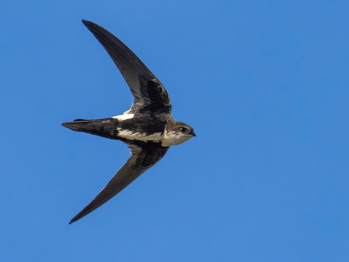 White-throated Swift - Aeronautes saxatalis - Birds of the World