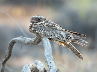  - Spotted Nightjar